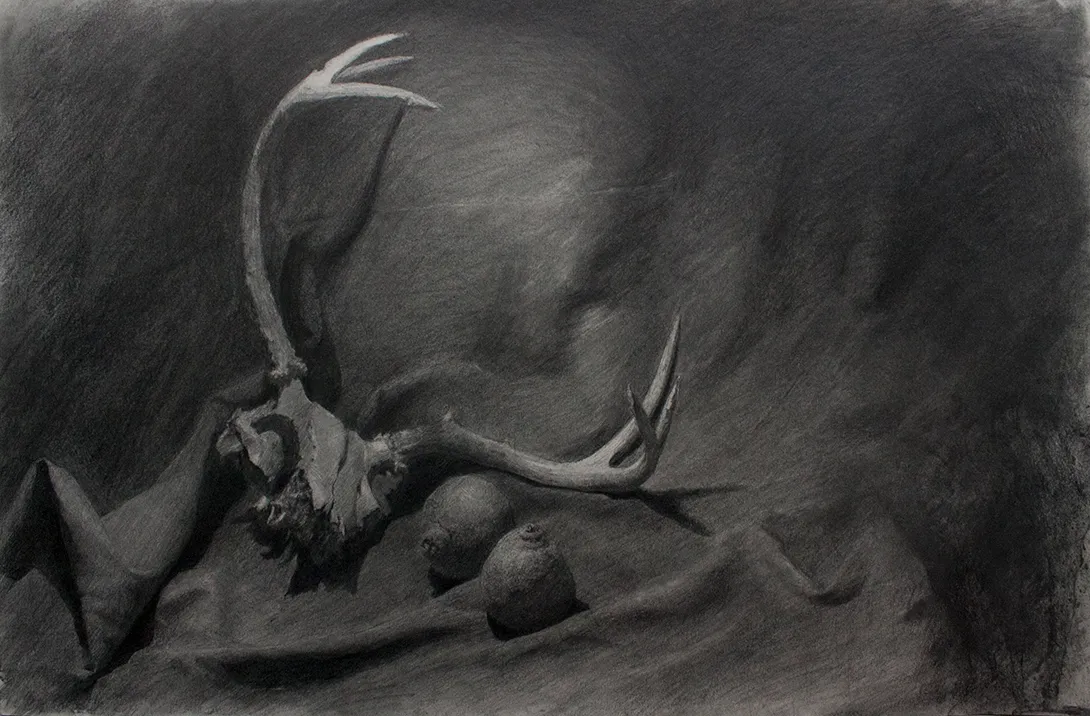 Still life drawing of a deer skull
